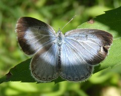 Celastrina neglectamajor