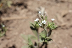 Allophyllum integrifolium