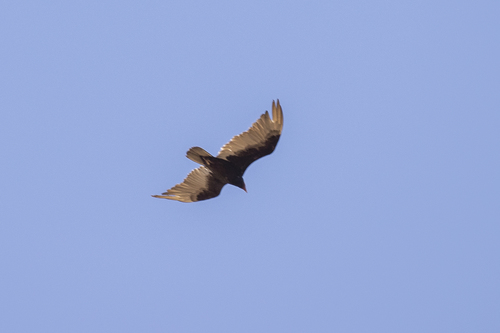 iNaturalist observation photo of Turkey Vulture