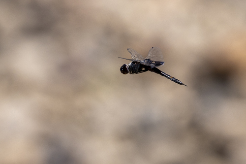 iNaturalist observation photo of Black Saddlebags