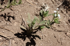 Allophyllum integrifolium