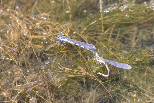 iNaturalist observation photo of Bluets