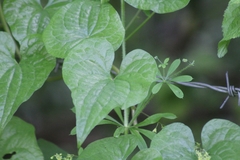 Dioscorea communis