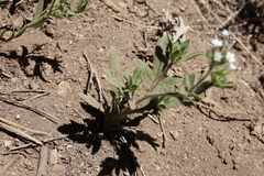 Allophyllum integrifolium