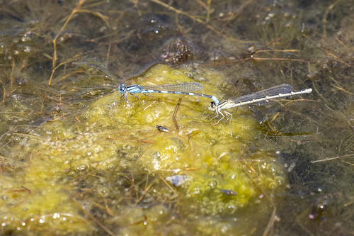 iNaturalist observation photo of Bluets