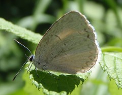 Celastrina neglectamajor