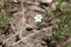 Eriogonum spergulinum