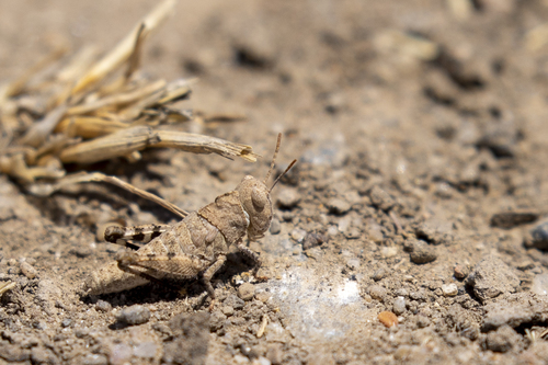 iNaturalist observation photo of Dissosteira