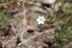 Eriogonum spergulinum