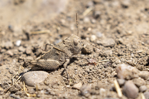 iNaturalist observation photo of Dissosteira