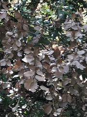 Phytophthora ramorum