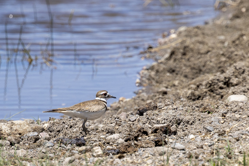 iNaturalist observation photo of Killdeer