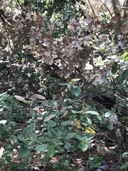 Phytophthora ramorum