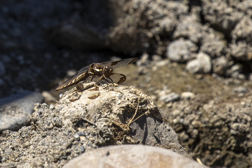 iNaturalist observation photo of Common Whitetail