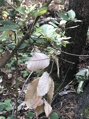 Phytophthora ramorum