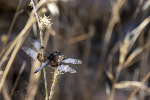 iNaturalist observation photo of Widow Skimmer
