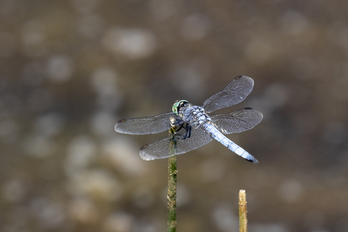 iNaturalist observation photo of Blue Dasher