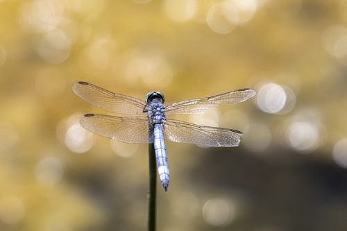 iNaturalist observation photo of Blue Dasher