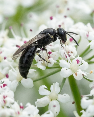 Hylaeus communis nuotrauka