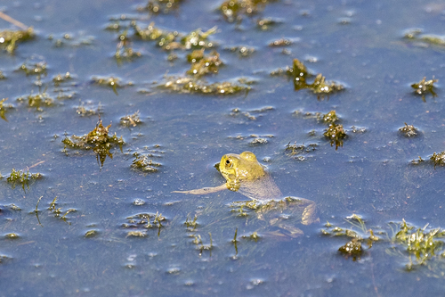 iNaturalist observation photo of American Bullfrog