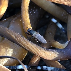 Coelopa
