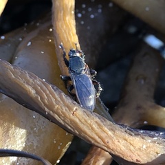 Coelopa