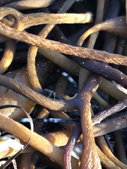 Coelopa