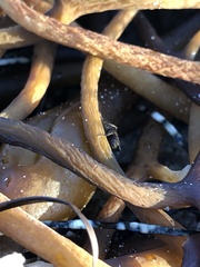 Coelopa
