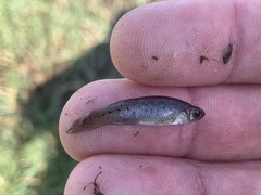 Fundulus pulvereus