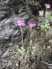 Primula laurentiana
