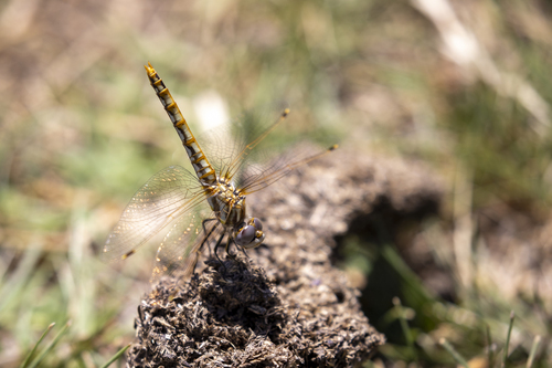 iNaturalist observation photo of Variegated Meadowhawk