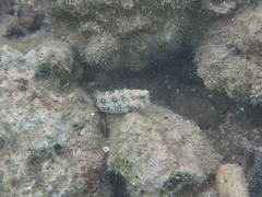 Salarias alboguttatus