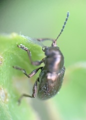 Graphops pubescens