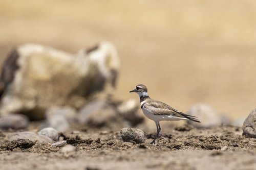 iNaturalist observation photo of Killdeer