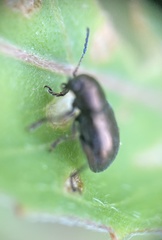 Graphops pubescens