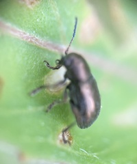 Graphops pubescens