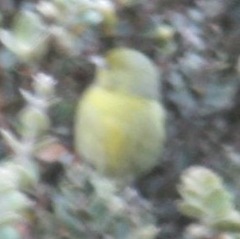 Chlorodrepanis virens wilsoni