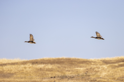 iNaturalist observation photo of Gadwall