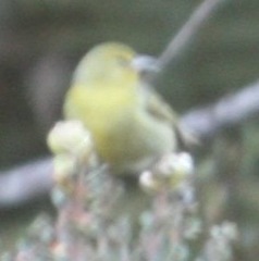 Chlorodrepanis virens wilsoni