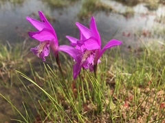 Arethusa bulbosa