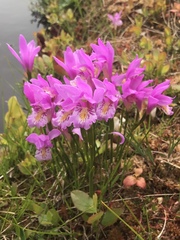 Arethusa bulbosa