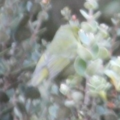 Chlorodrepanis virens wilsoni