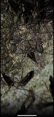 Insecta