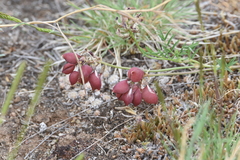Astragalus chorinensis