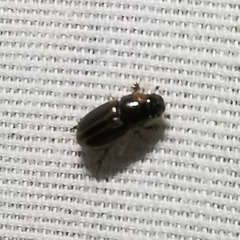 Labarrus cincticulus