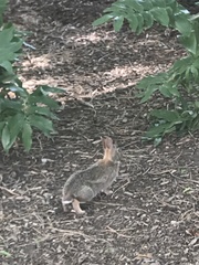 Sylvilagus floridanus