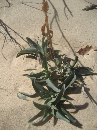 Image of Penstemon buckleyi by (c) Eric Knight, some rights reserved (CC BY)