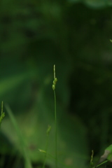 Carex leptalea
