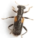 Phyllobaenus - Photo (c) Mike Quinn, Austin, TX, some rights reserved (CC BY-NC), uploaded by Mike Quinn, Austin, TX