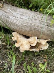 Cerioporus squamosus